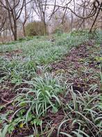 Sneeuwklokjes bollen voor volgend jaar, Ophalen of Verzenden, Voorjaar, Halfschaduw, Bloembol