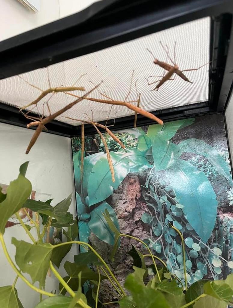 Wandelende takken, Dieren en Toebehoren, Insecten en Spinnen, Wandelende tak