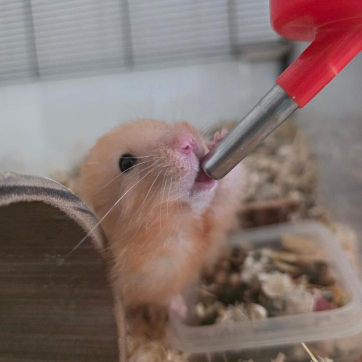 Nieuw huisje gezocht voor hamster, Dieren en Toebehoren, Knaagdieren en Konijnen | Toebehoren, Zo goed als nieuw, Overige typen
