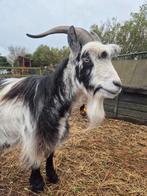 Knappe gecastreerde landgeit bok, Dieren en Toebehoren, Schapen, Geiten en Varkens, Mannelijk, Geit, 3 tot 5 jaar
