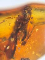 Birmees Donker Amber (S) met insluiting van uitgestorven Elc, Verzenden, Fossiel