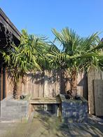 Twee palmbomen, Tuin en Terras, Planten | Tuinplanten, Volle zon, Vaste plant, Bloeit niet, Ophalen