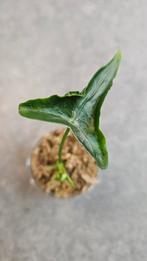 Alocasia Teletubbie, Ophalen of Verzenden, Halfschaduw, Minder dan 100 cm