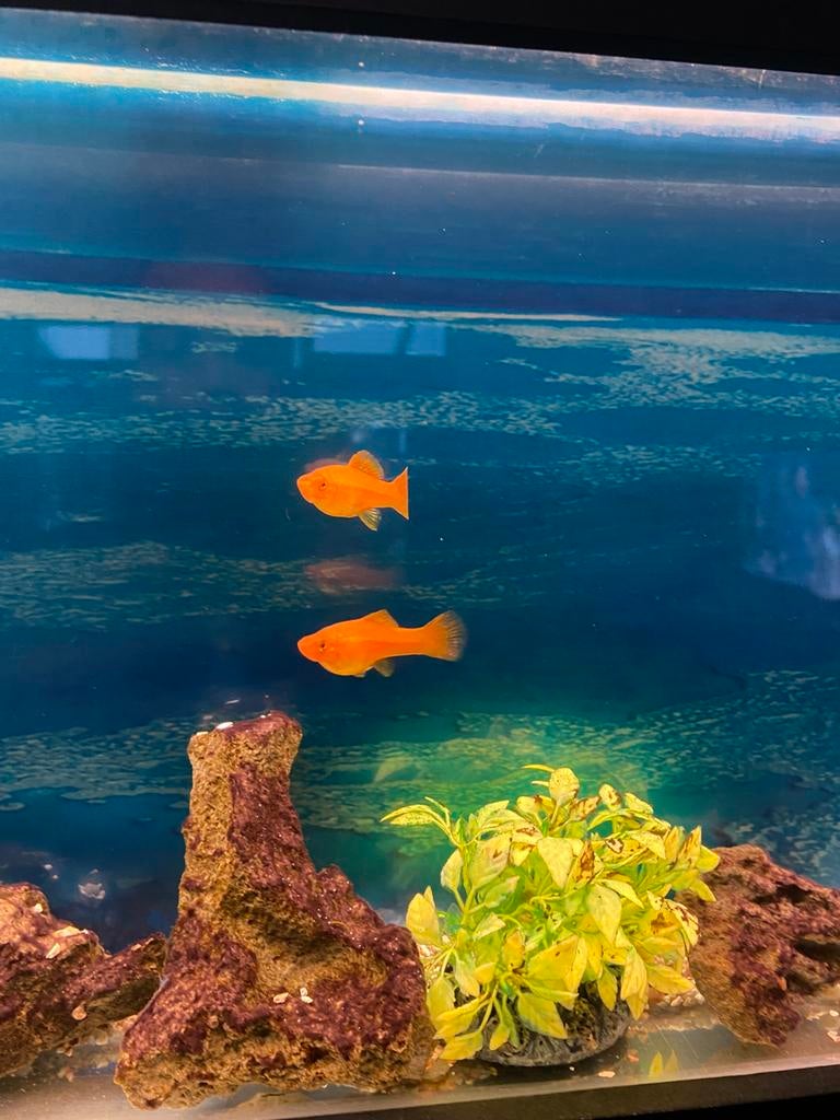 2 zwaarddrager vrouwtjes te ruil, Dieren en Toebehoren, Ophalen of Verzenden, Zo goed als nieuw