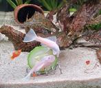 Ancistrus Snow White vrouw ruilen (ca 1 jaar oud), Vis, Zoetwatervis