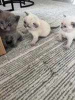Britse korthaar Kittens, Kater, Gechipt, 0 tot 2 jaar
