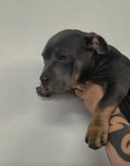 American bully pocket, Dieren en Toebehoren, Honden | Bulldogs, Pinschers en Molossers, Parvo, 15 weken tot 1 jaar, Overige rassen