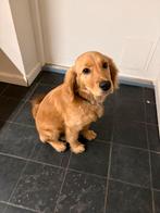 Golden cocker pup, teefje!, 15 weken tot 1 jaar, Teef, Parvo, Eén hond