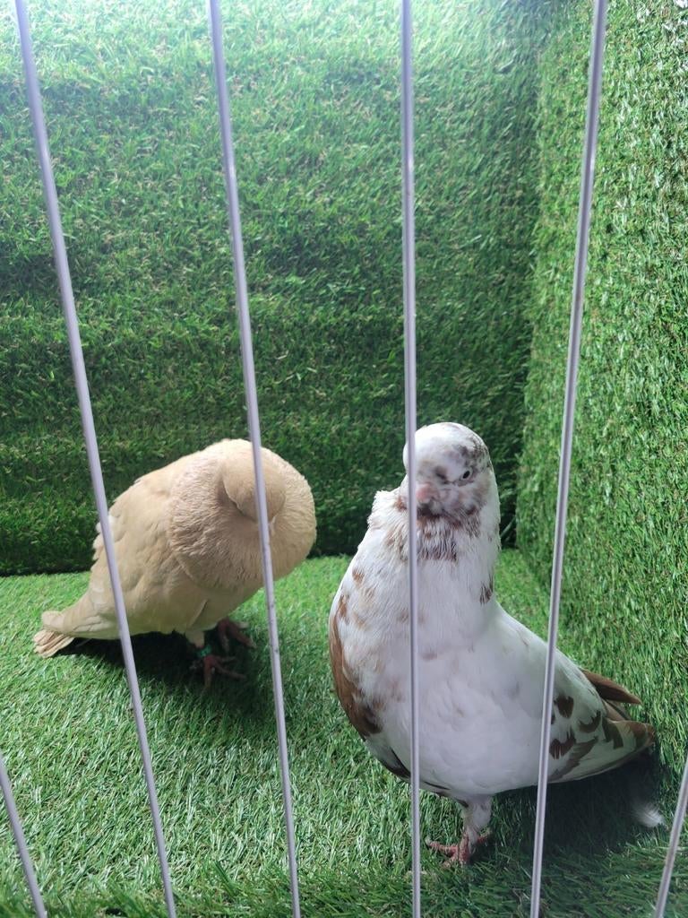 Engelse kortvoorhoofd duiven, Meerdere dieren, Overige soorten