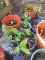 Persicaria duizendblad rood, Ophalen of Verzenden, Overige soorten, Halfschaduw