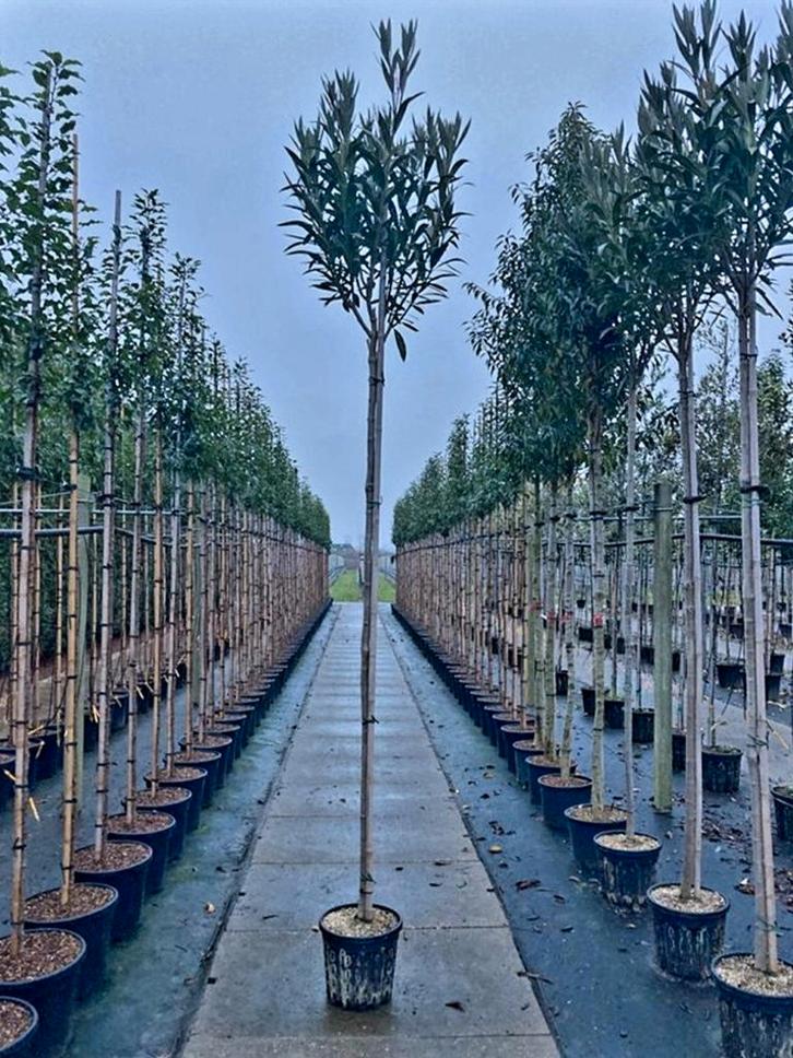 Nerium oleander ❗️🍀🌸 hoogstam groenblijvend 🌸🍀❗️, Tuin en Terras, Planten | Bomen, Overige soorten, 100 tot 250 cm, Volle zon