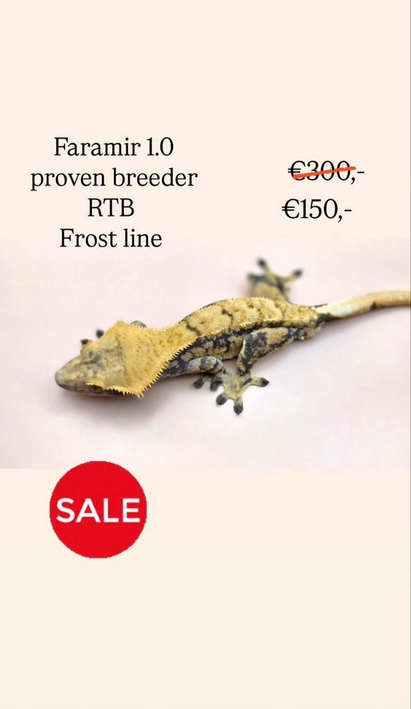 Wimpergekko crested gecko SALE Crested Gecko - male for sale from millim