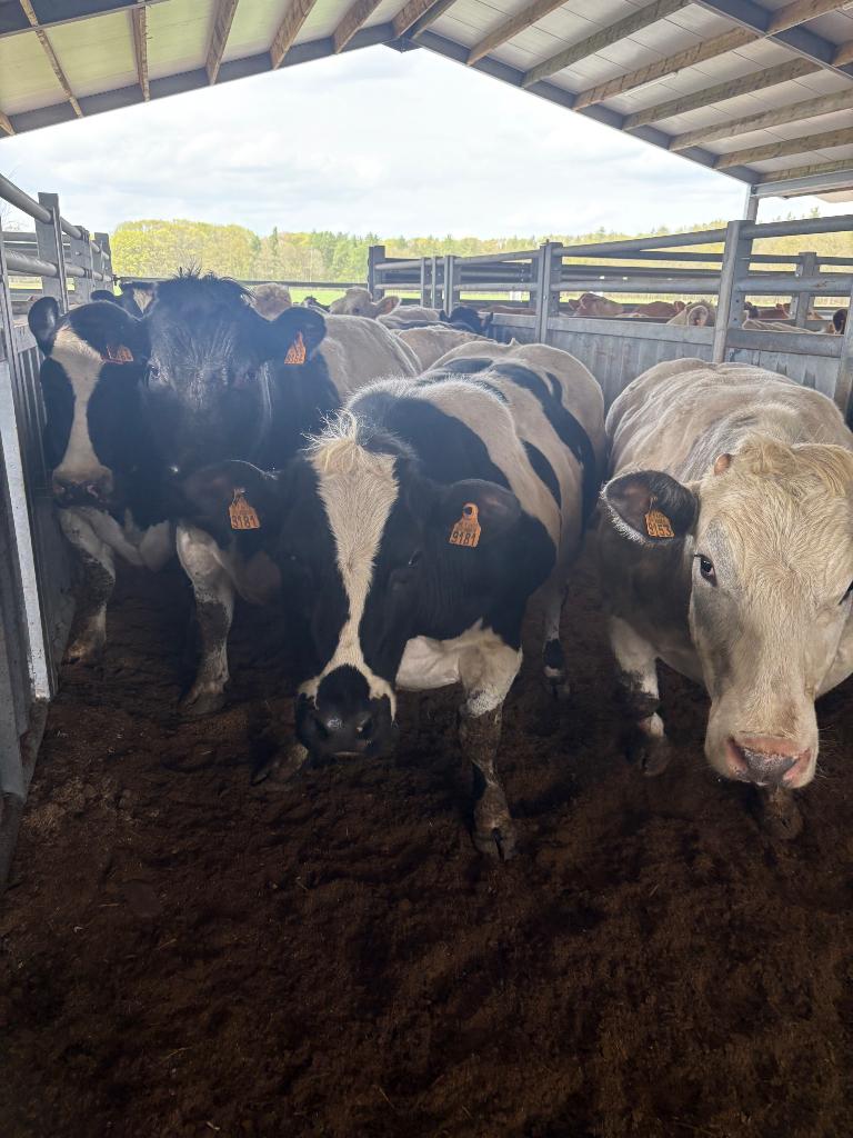 10 drachtige dikbil koeien, Dieren en Toebehoren, Runderen, Vrouwelijk