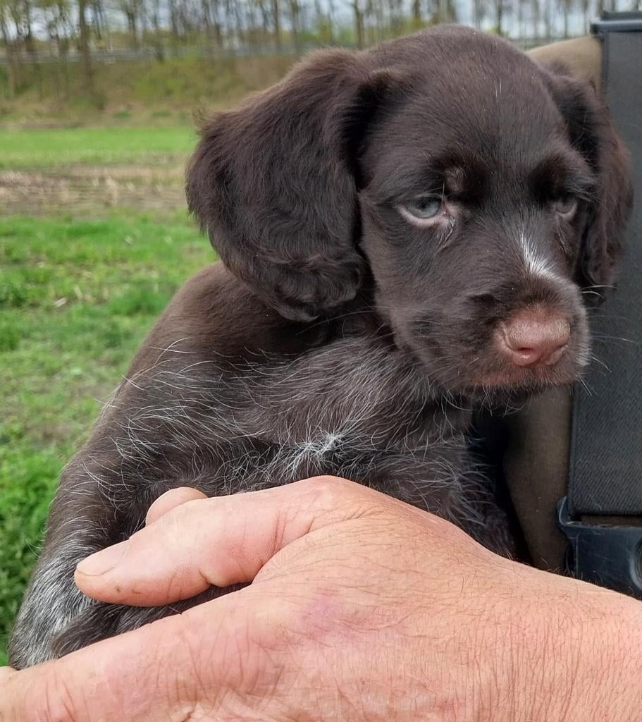 Duitse staande draadhaar pup, 8 tot 15 weken, Teef, Eén hond, Duitse Staande hond