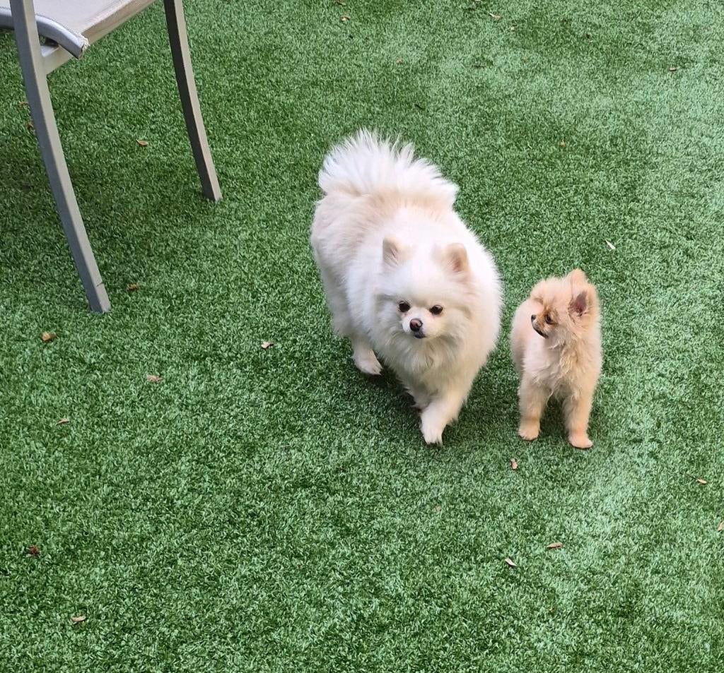 Pomeriaan nog 1 klein mini reutje beschikbaar, Parvo, Keeshond, Reu, 8 tot 15 weken