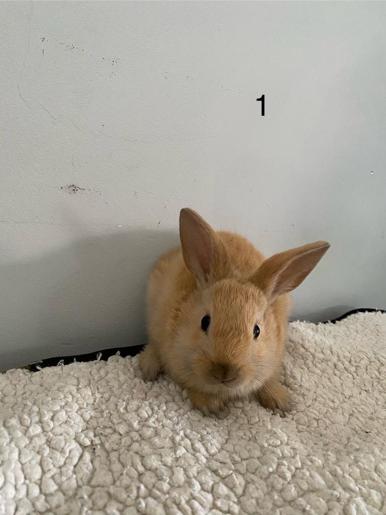 5 lieve tamme baby konijntjes te koop, Dieren en Toebehoren, Konijnen, Meerdere dieren, Dwerg, 0 tot 2 jaar