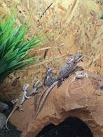 We hebben weer prachtige jonge baardagamen in de winkel., Dieren en Toebehoren, Reptielen en Amfibieën, Hagedis, 0 tot 2 jaar