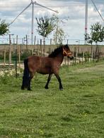 Lieve B pony merrie, Dieren en Toebehoren, B pony (1.17m tot 1.27m), 11 jaar of ouder, Recreatiepony, Merrie