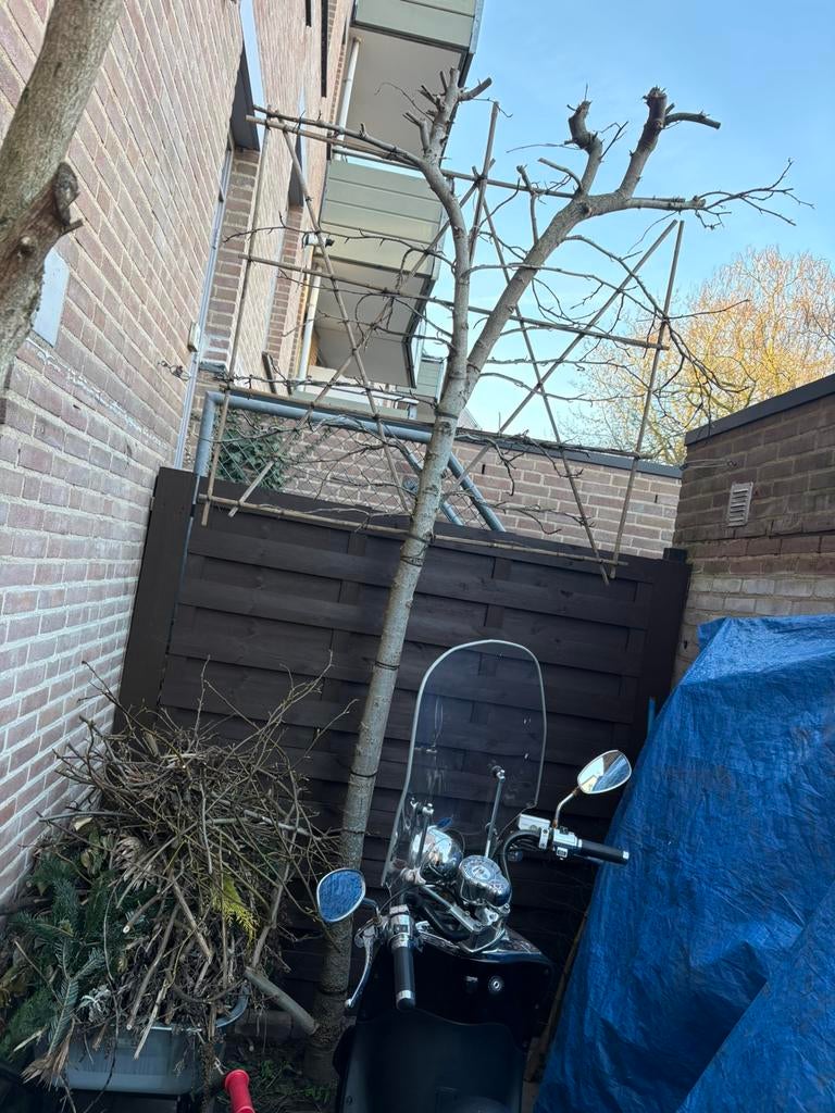 Grote lei boom!, Ophalen, Volle zon, Leiboom, 250 tot 400 cm