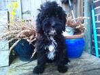 mini labradoodle, Overige rassen, 8 tot 15 weken, Parvo, Meerdere