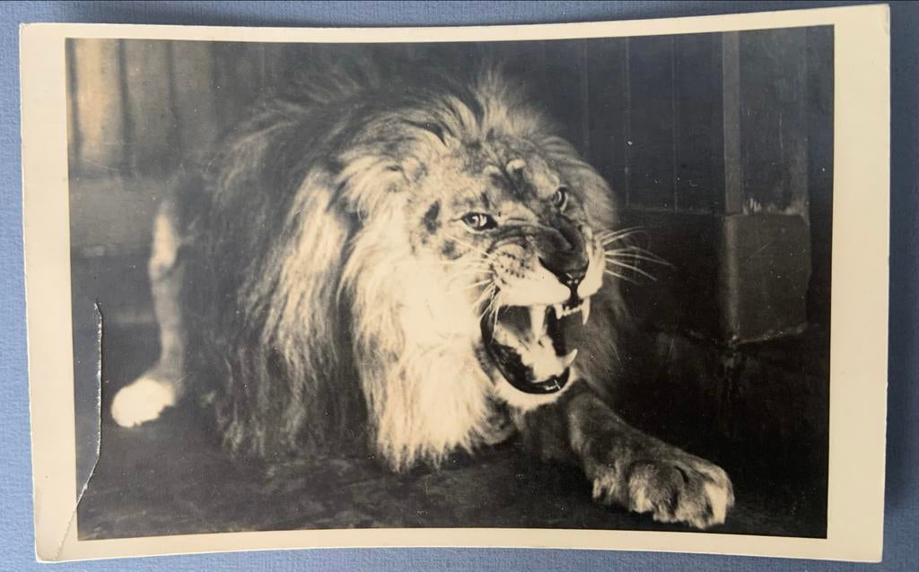 Oude kaart brullende leeuw Diergaarde Blijdorp 1942, Ophalen of Verzenden, 1940 tot 1960, Gelopen, Zuid-Holland