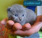 KITTENS Britse korthaar mix BLAUW en BLAUW TORTIE lapjes, Poes, Ontwormd, 0 tot 2 jaar