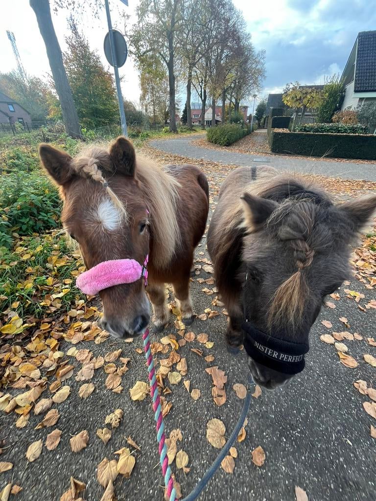 Tijdelijke Wei gezocht voor twee Shetlanders!, Dieren en Toebehoren, Ophalen of Verzenden, Zo goed als nieuw
