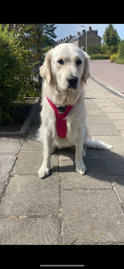 Nest aankondiging: raszuivere golden retriever pups, Dieren en Toebehoren, 8 tot 15 weken, Meerdere, Meerdere dieren, Parvo