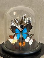 Prachtige vlinderstolp, 9 soorten, Ophalen, Zo goed als nieuw, Insect, Opgezet dier