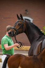 Elite sport dres  Z2  merrie prok Endy Stam geb 2011, Merrie