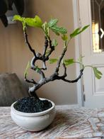 Ficus Carica 'Vijg' bonsai, Volle zon, Bloeit niet, Minder dan 100 cm, Overige soorten