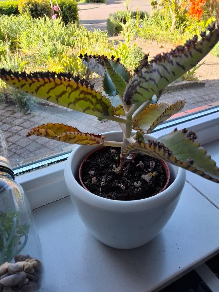 Moeder van duizend in mooie witte pot ( Kalanchoë ), Huis en Inrichting, Kamerplanten, Ophalen, Vetplant, In pot, Minder dan 100 cm