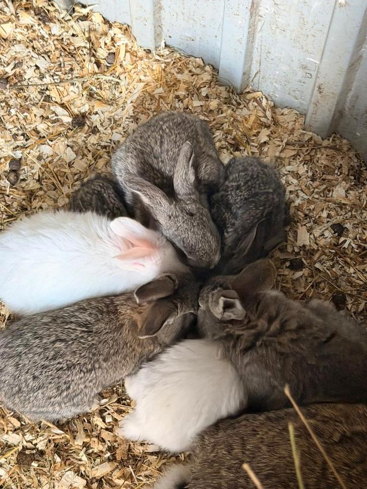 Vlaamse Reuzen jongen – geboren 27 januari | Een Blij Ei bij, Dieren en Toebehoren, Konijnen, Groot, Meerdere dieren, 0 tot 2 jaar