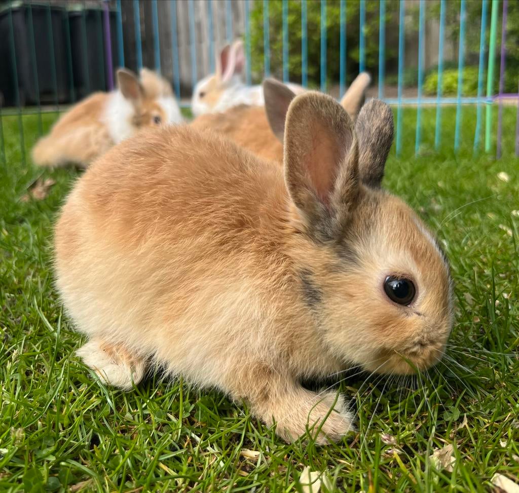 Lieve kindvriendelijke dwergkonijntjes, Dieren en Toebehoren, Konijnen, Meerdere dieren, Dwerg, 0 tot 2 jaar