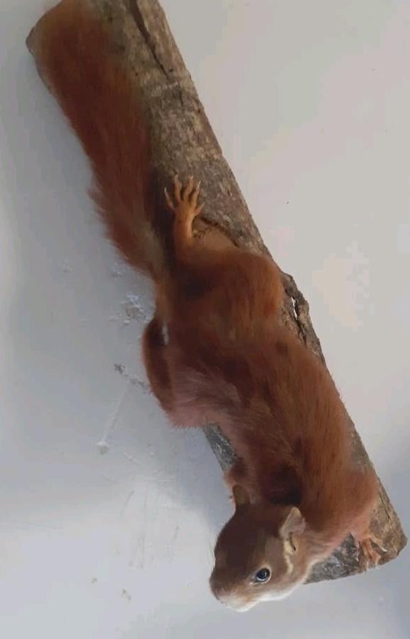 Taxidermie,taxidermy recent Opgezette "rode eekhoorn" klim, Ophalen of Verzenden, Nieuw, Wild dier, Opgezet dier