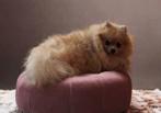 Super lief rustig pomeranian teefje, Overige rassen, 1 tot 2 jaar, Teef, Parvo