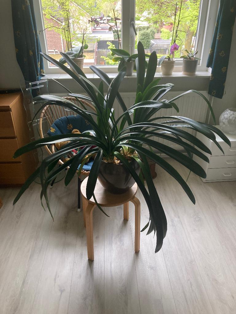 Clivia met pot, Ophalen, Overige soorten, Halfschaduw, In pot