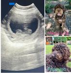 Nestaankondiging Labradoodle pups, Parvo, Overige rassen, 8 tot 15 weken, Teef