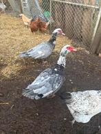 Muskus  eenden, Dieren en Toebehoren, Pluimvee