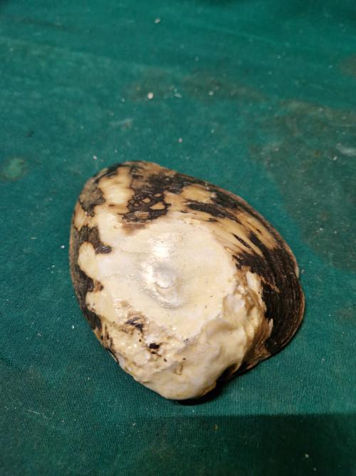 mosselschaaltje van schelp, Ophalen of Verzenden, 'T Olde Gre-j, Info@toldegrej.nl, Endepoelstraat 20f Didam