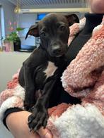 Stafford x pups, Dieren en Toebehoren, Honden | Jack Russells en Terriërs, Parvo, Overige rassen, 8 tot 15 weken, Meerdere