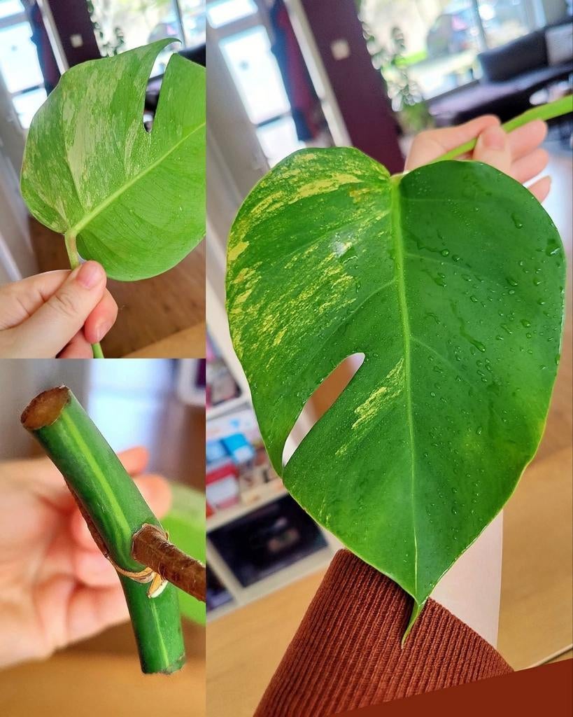 Monstera Aurea yellow variegata stek, Huis en Inrichting, Kamerplanten, Ophalen, Halfschaduw, Minder dan 100 cm