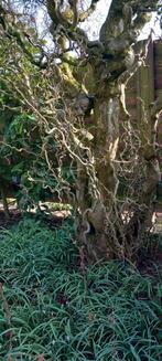 Unieke, oude kronkelhazelaar - Bijzonder decoratief object, Ophalen, Bloeit niet, Halfschaduw, Overige soorten