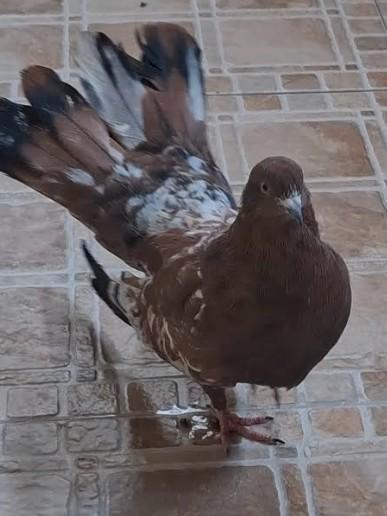 Hoogvliegende duif, Dieren en Toebehoren, Vogels | Duiven, Overige soorten, Meerdere dieren