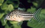 Hobbyaquarium  Corydoras Julii/luipaard Corydoras €4,95, Vis, Zoetwatervis, Schoolvis