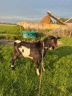 DekBok ter dekking, Dieren en Toebehoren, Schapen, Geiten en Varkens