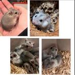 Jonge tamme Chinese dwerghamsters  rechtstreeks v/d  fokker, Dieren en Toebehoren, Knaagdieren, Hamster, December, Meerdere dieren