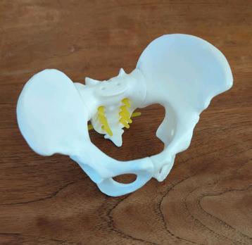 Mini vrouwelijk bekkenmodel bekken uitlegmodel beschikbaar voor biedingen
