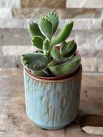 Cotyledon tomentosa in pot, Huis en Inrichting, Kamerplanten, Vetplant, In pot, Minder dan 100 cm, Groene kamerplant