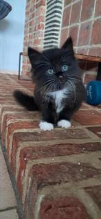 Kruising Maine Coon en Somali kittens, Dieren en Toebehoren, Katten en Kittens | Raskatten | Langhaar, Meerdere dieren